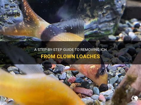 puff fall loach ick can winks|Clown loach ich treatment .